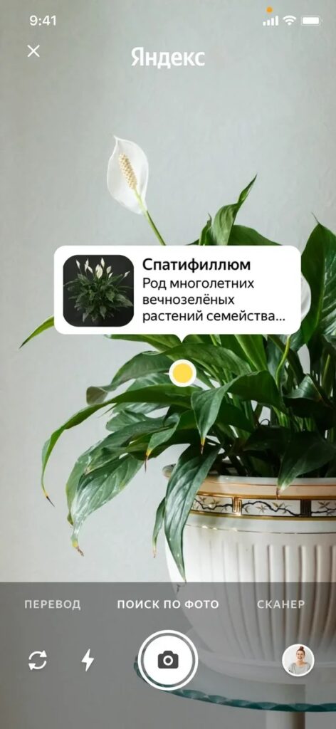 Распознать Растение По Фото Яндекс